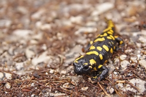 Salamandra