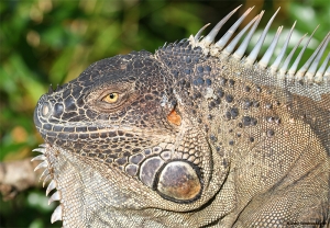 Iguana verde