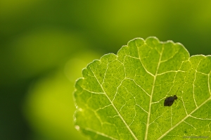 Universo verde