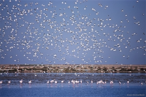 Cielo de pájaros