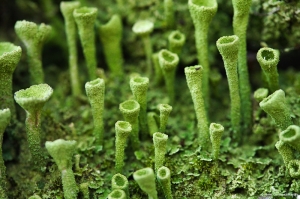 Cladonia