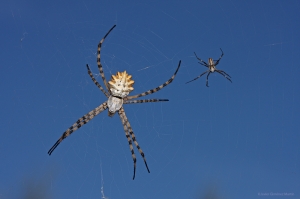 Pareja de Argiope lobata