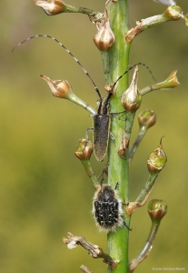 Extraña pareja