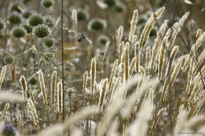 El final de la primavera