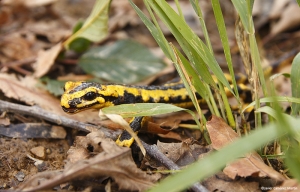 Salamandra 2