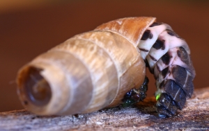 Luciernaga devorando un caracol