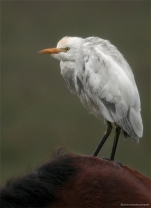 Garcilla bueyera