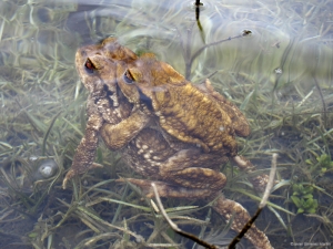 Sapo común (amplexus)