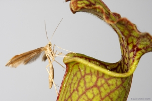 Stenoptilia sp. sobre Sarracenia leucophylla