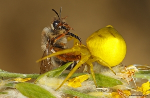 El depredador amarillo