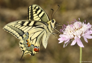 Papilio machaon