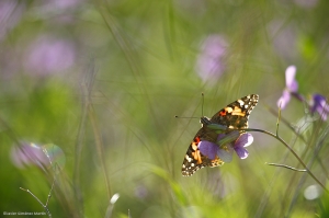 Vanessa atalanta