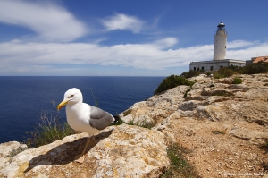 Gaviota y Faro