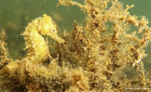 Hippocampus guttulatus