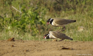 Vanellus tectus