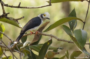 Prionops plumatus