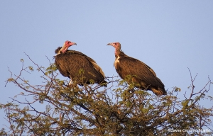 Necrosyrtes monachus