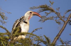 Tockus erythrorhynchus