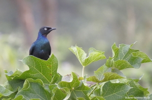 Lamprotornis purpurotea