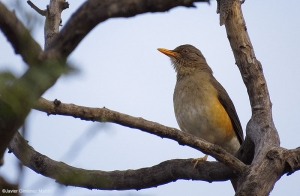 Turdus pelios