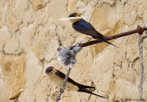 Golondrina dáurica