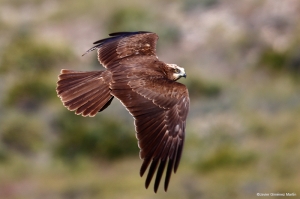 Aguilucho lagunero