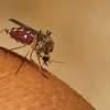 Mosquito