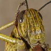 Retrato de saltamontes