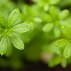 Galium con gotas