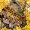 Scolopendra cingulata