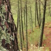 Dentro del pinar