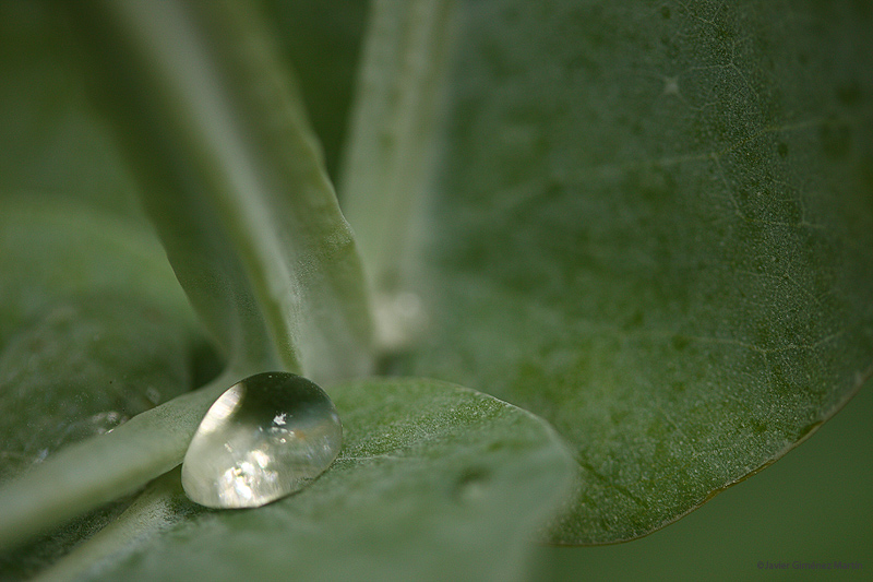 Gota