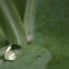 Gota