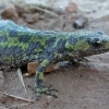 Tritón jaspeado