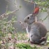 Conejo