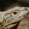 Retrato de iguana negra