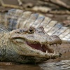 Cocodrilo