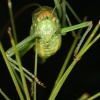 Ephippiger