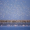 Cielo de pájaros