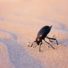 Blaps en las dunas de Doñana