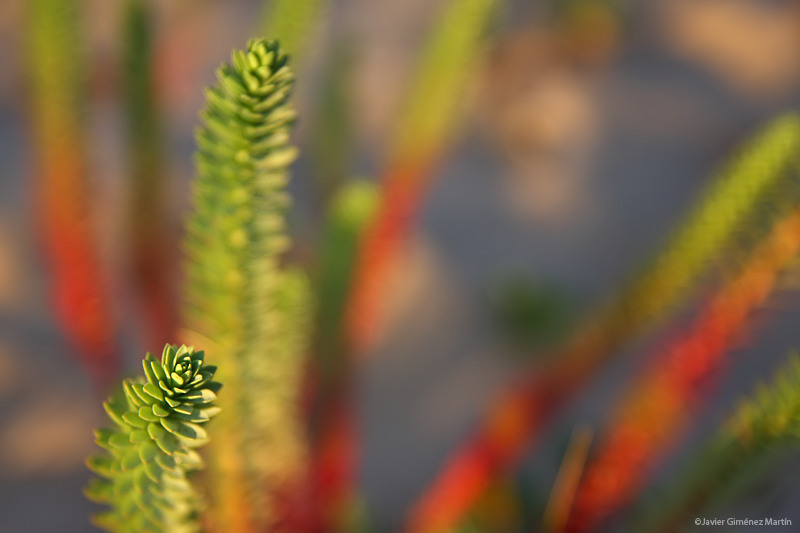 Vegetación de dunas