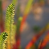 Vegetación de dunas