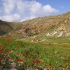Primavera