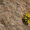 Vida en las piedras