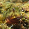 Blénido