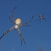 Pareja de Argiope lobata