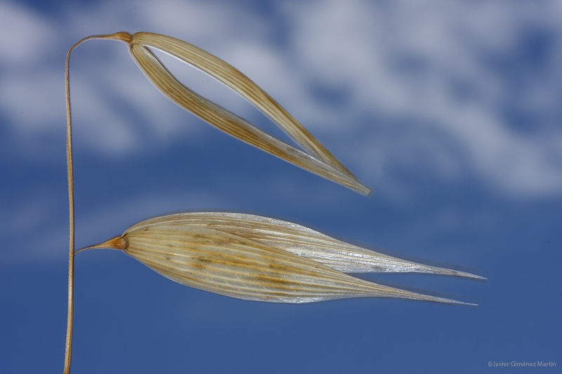 Avena y cielo