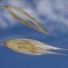 Avena y cielo