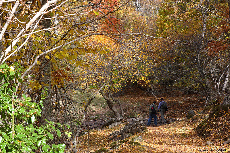 Caminando por el bosque