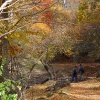 Caminando por el bosque